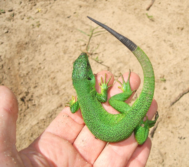 Lacerta viridis ssp natrix?! ;-))